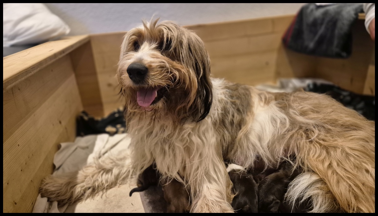 D-Wurf-von-der-Straubenhalde-2025